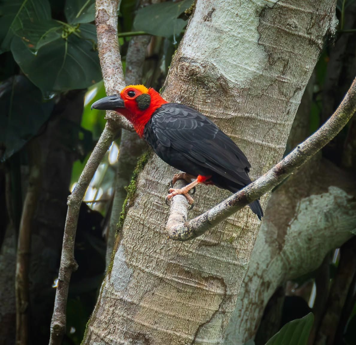 Bornean Bristlehead — Borneo wildlife, book, free download, jungle tour, bird, bird tour