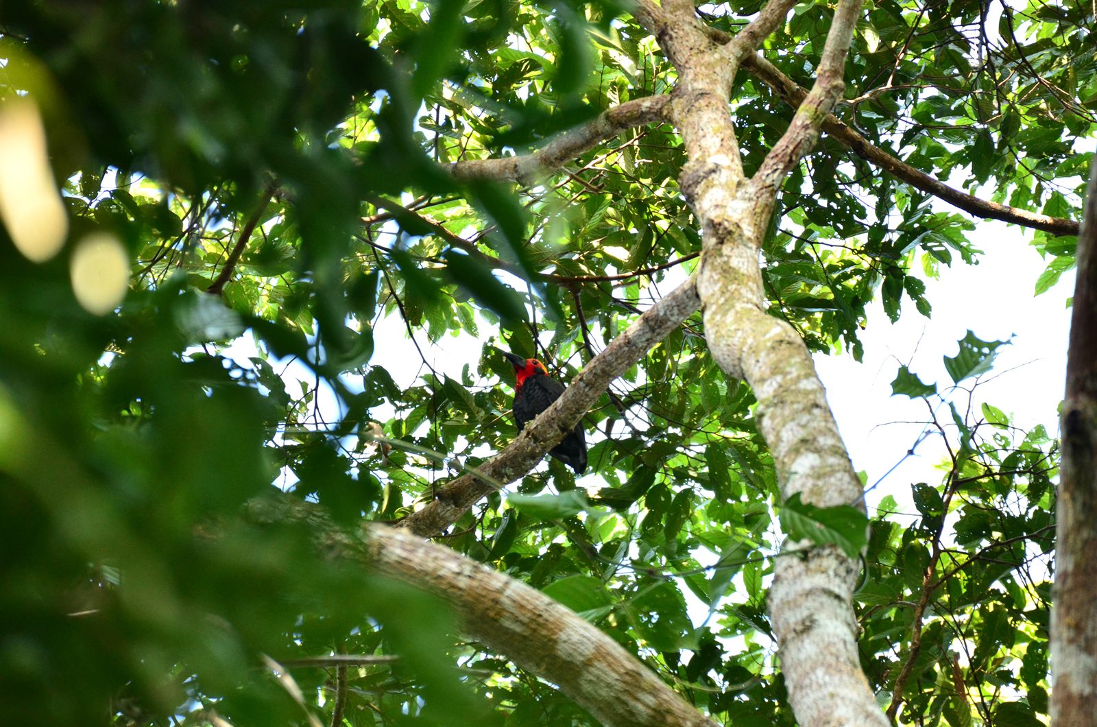 Bornean Bristlehead — Borneo wildlife, book, free download, jungle tour, bird, bird tour