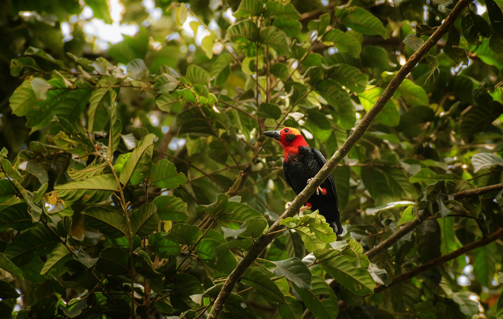 Bornean Bristlehead — Borneo wildlife, book, free download, jungle tour, bird, bird tour