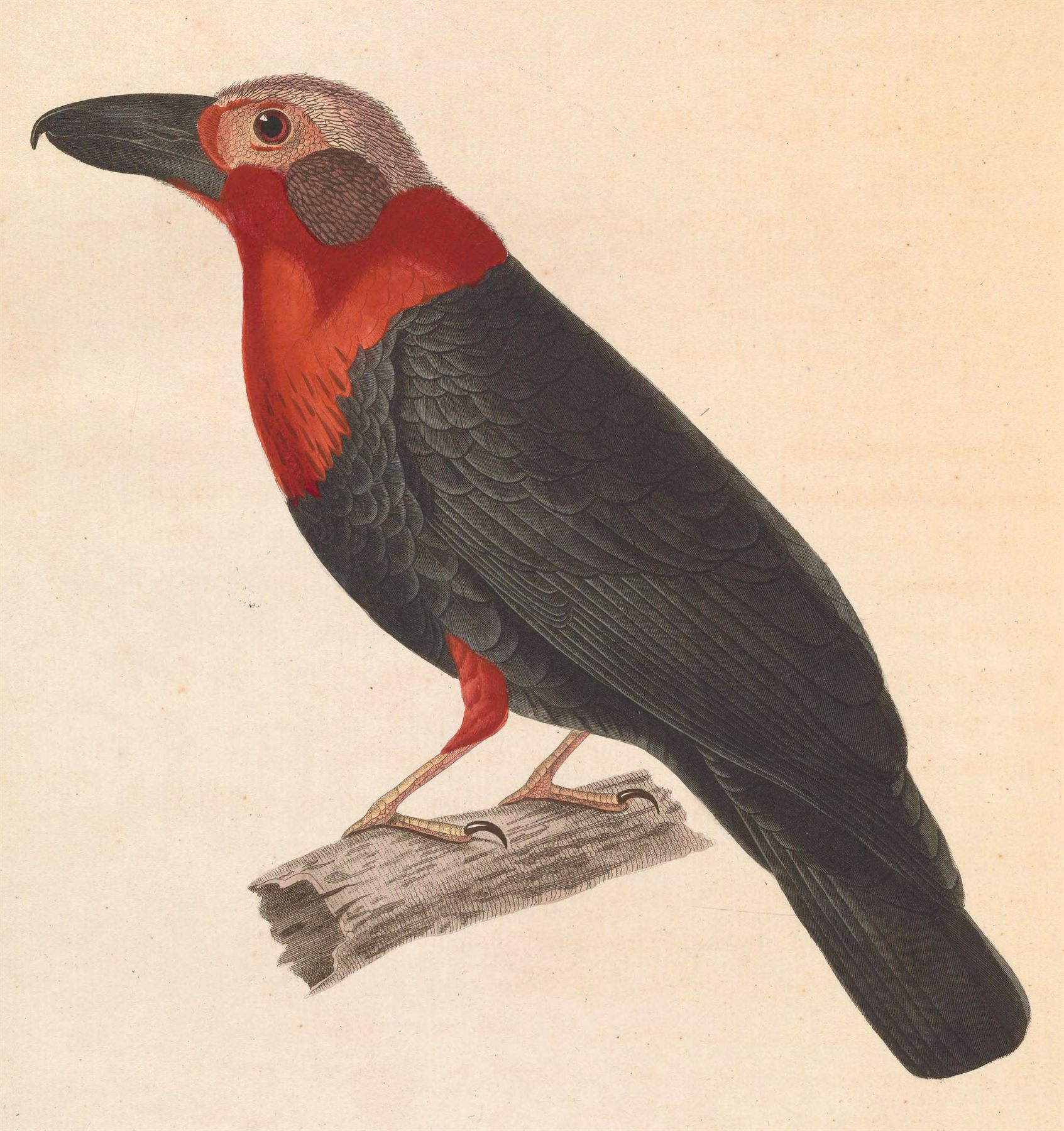 Bornean Bristlehead — Borneo wildlife, book, free download, jungle tour, bird, bird tour