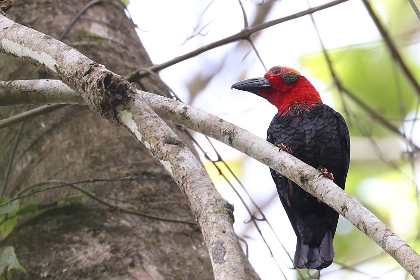 Bornean bristlehead in the forest