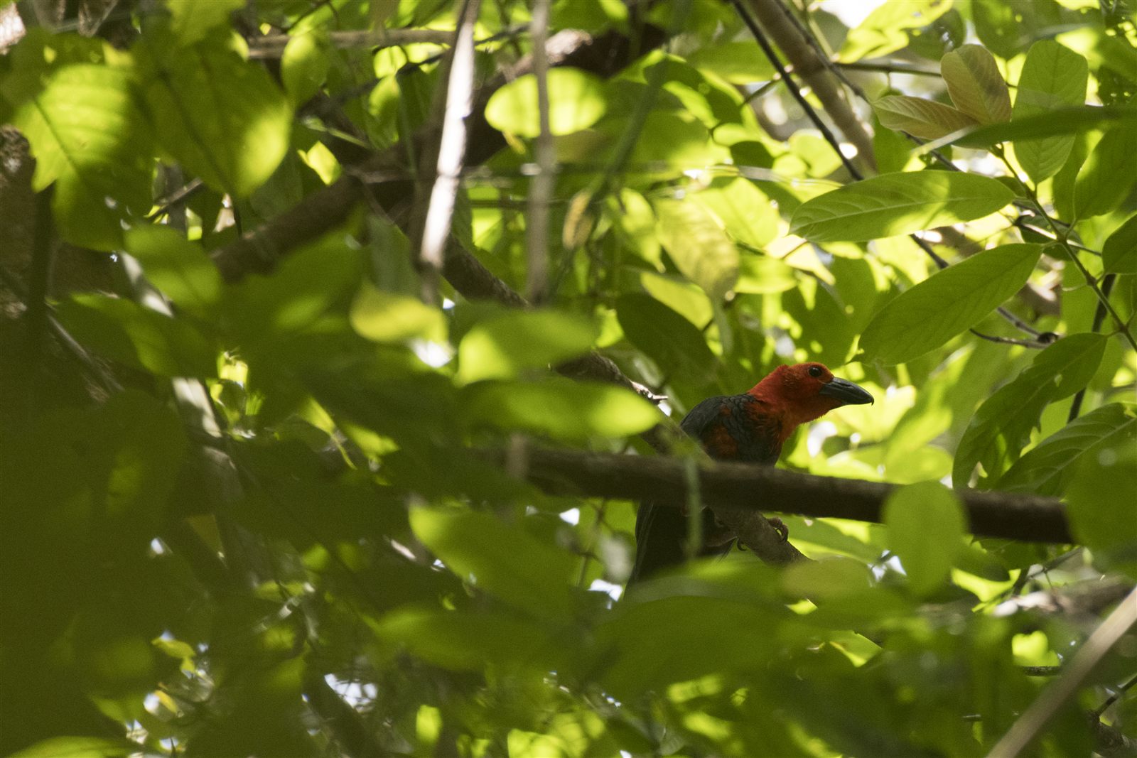 Bornean Bristlehead — Borneo wildlife, book, free download, jungle tour, bird, bird tour