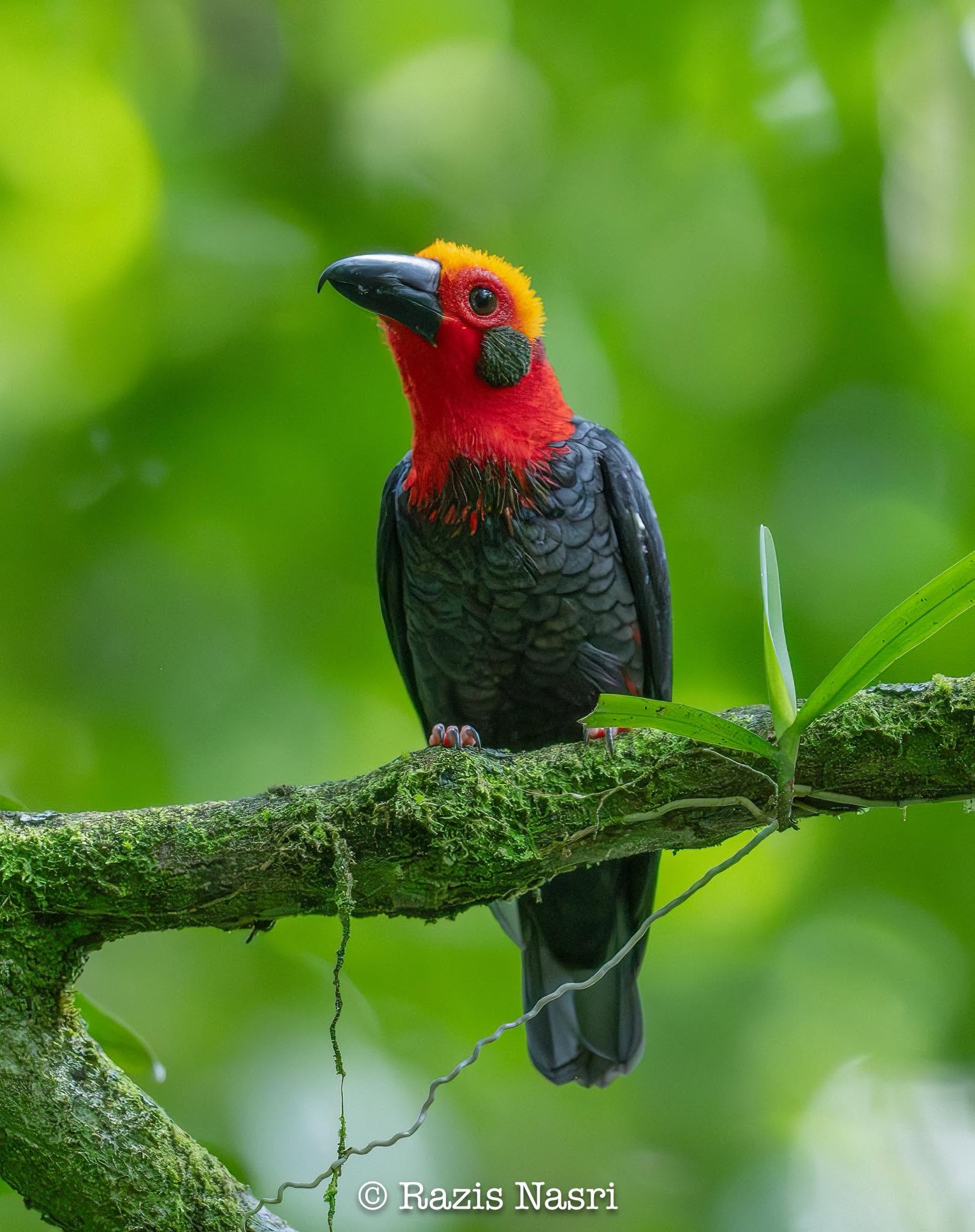 Bornean bristlehead perched in the canopy, its bare orange-red crown catching the light