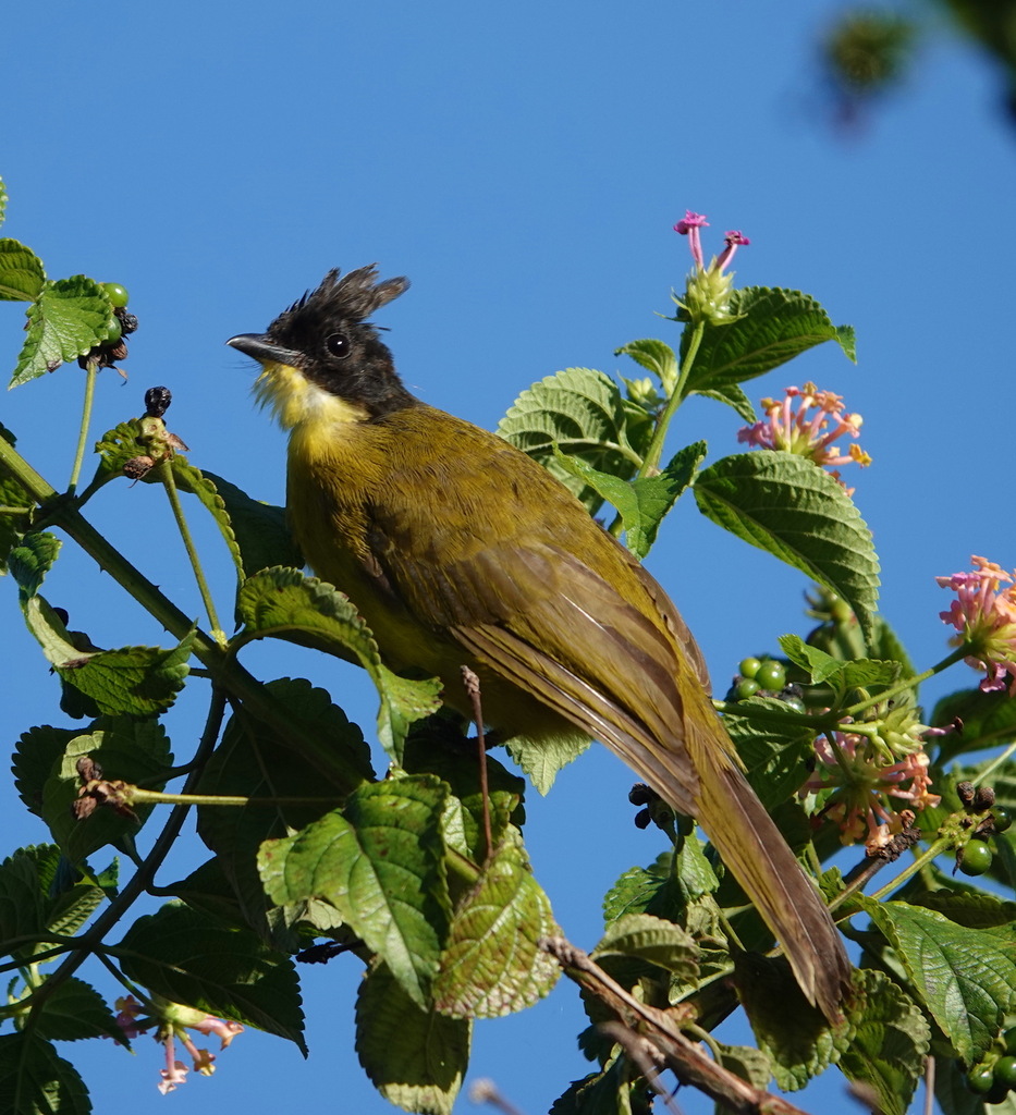 Bornean Bulbul — Borneo wildlife, book, free download, jungle tour, bird, bird tour