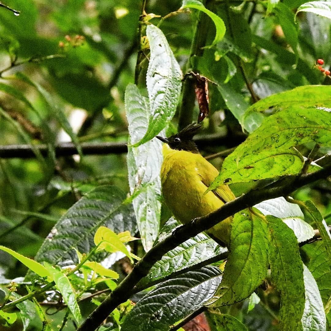 Bornean Bulbul — Borneo wildlife, book, free download, jungle tour, bird, bird tour