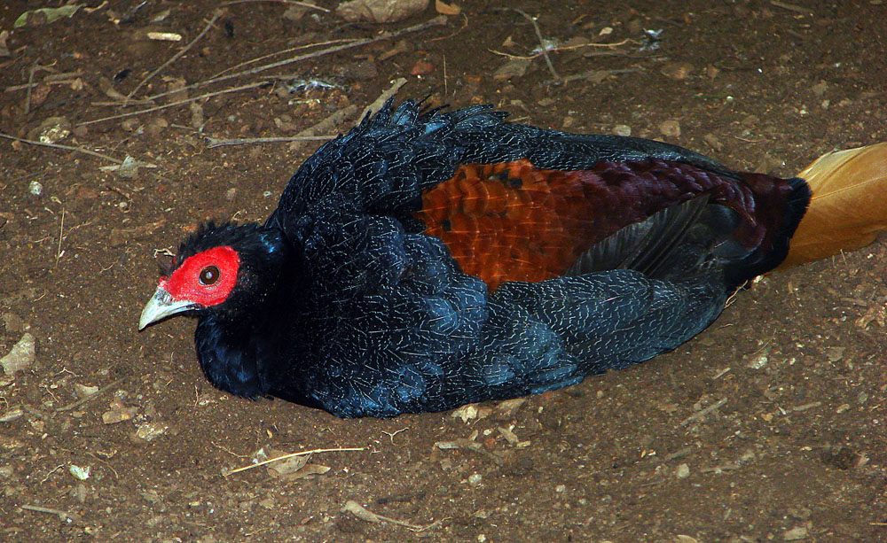 Bornean Crestless Fireback — Borneo wildlife, book, free download, jungle tour, bird, bird tour