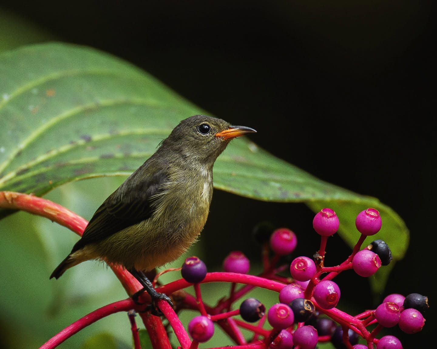 Black-sided Flowerpecker — Borneo wildlife, book, free download, jungle tour, bird, bird tour