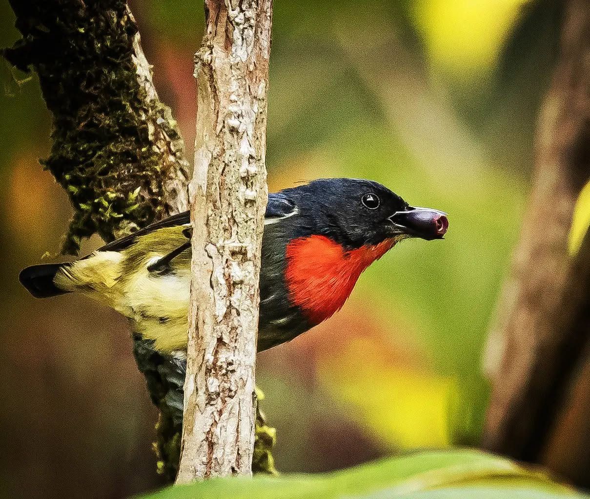 Black-sided Flowerpecker — Borneo wildlife, book, free download, jungle tour, bird, bird tour