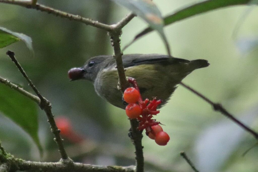 Black-sided Flowerpecker — Borneo wildlife, book, free download, jungle tour, bird, bird tour