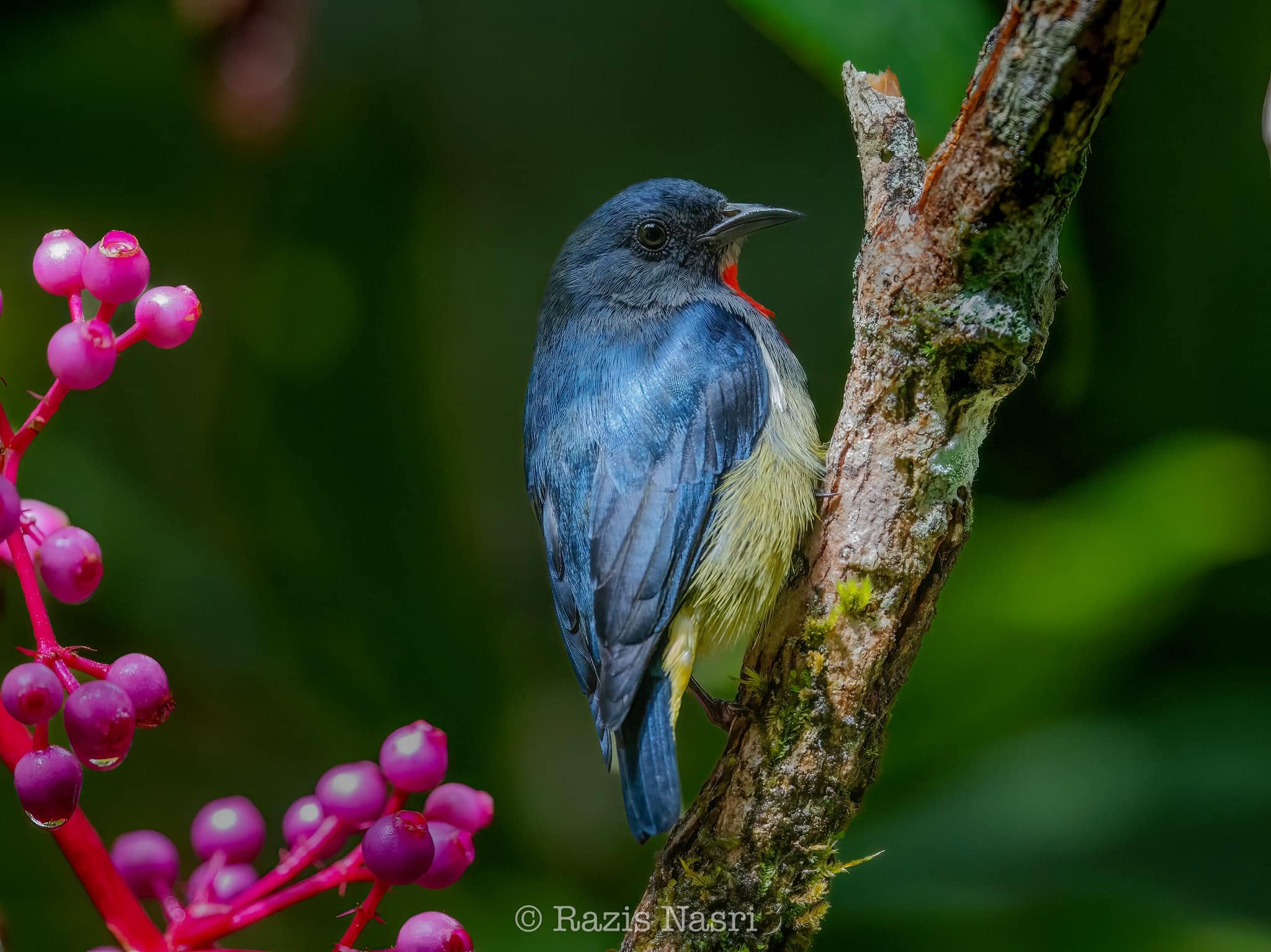 Black-sided Flowerpecker — Borneo wildlife, book, free download, jungle tour, bird, bird tour