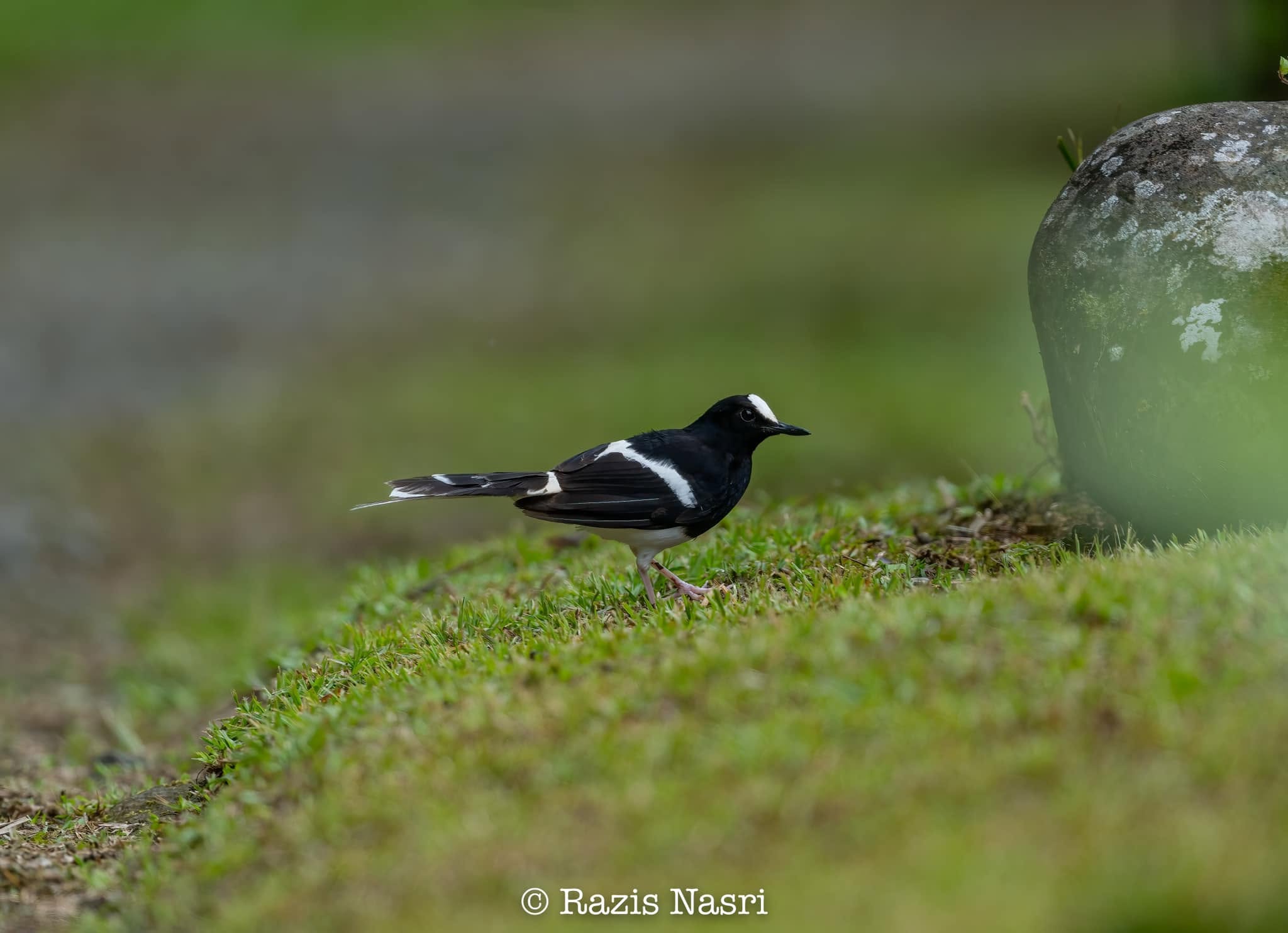 Bornean Forktail — Borneo wildlife, book, free download, jungle tour, bird, bird tour