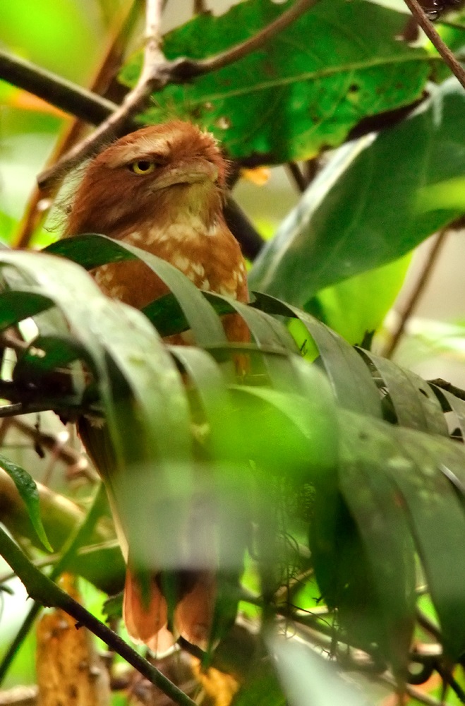 Bornean Frogmouth — Borneo wildlife, book, free download, jungle tour, bird, bird tour