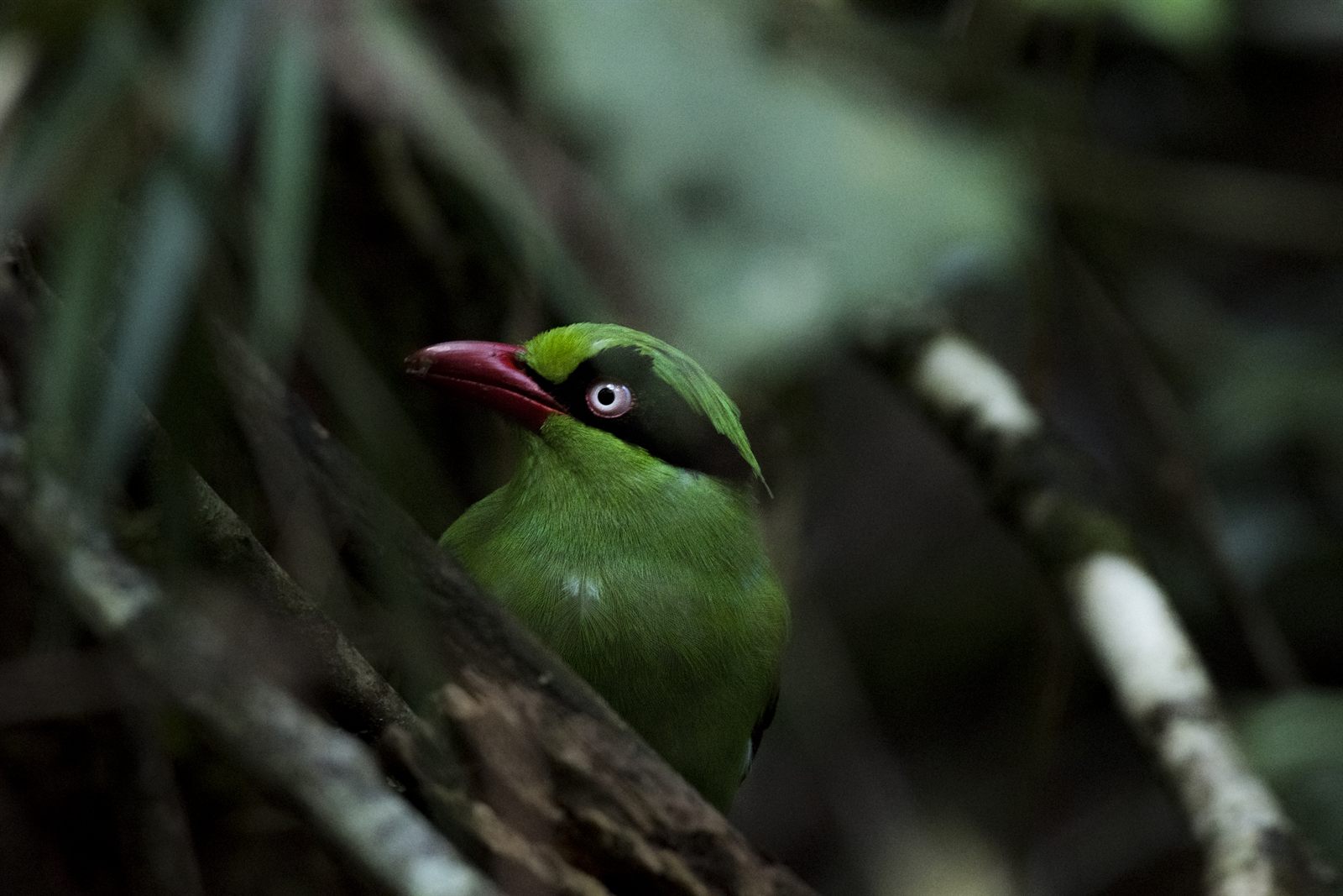 Bornean Green-Magpie — Borneo wildlife, book, free download, jungle tour, bird, bird tour