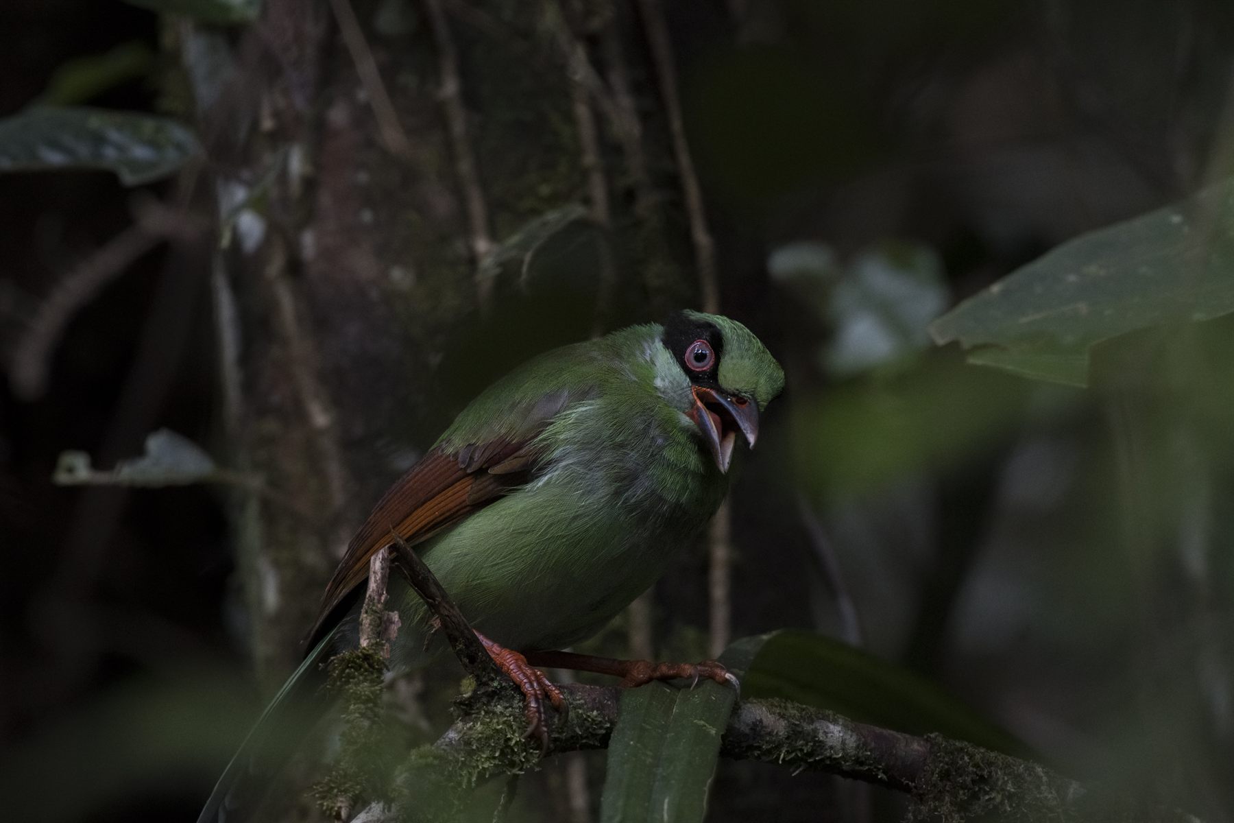 Bornean Green-Magpie — Borneo wildlife, book, free download, jungle tour, bird, bird tour