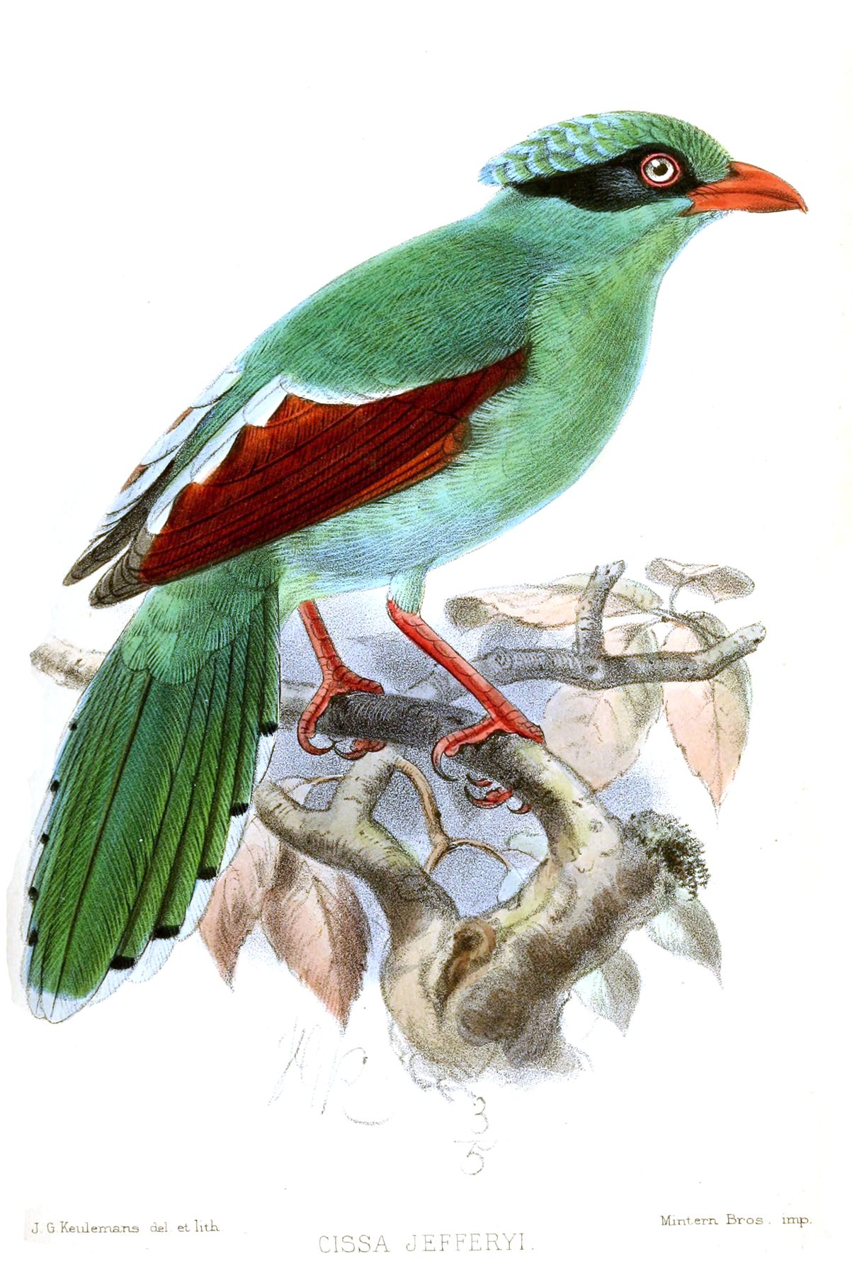 Bornean Green-Magpie — Borneo wildlife, book, free download, jungle tour, bird, bird tour