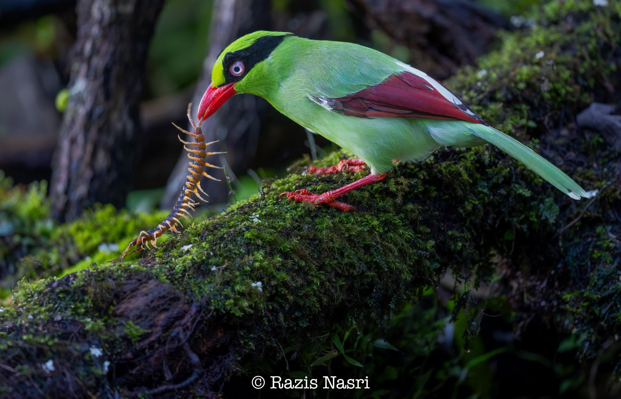 Bornean Green-Magpie — Borneo wildlife, book, free download, jungle tour, bird, bird tour