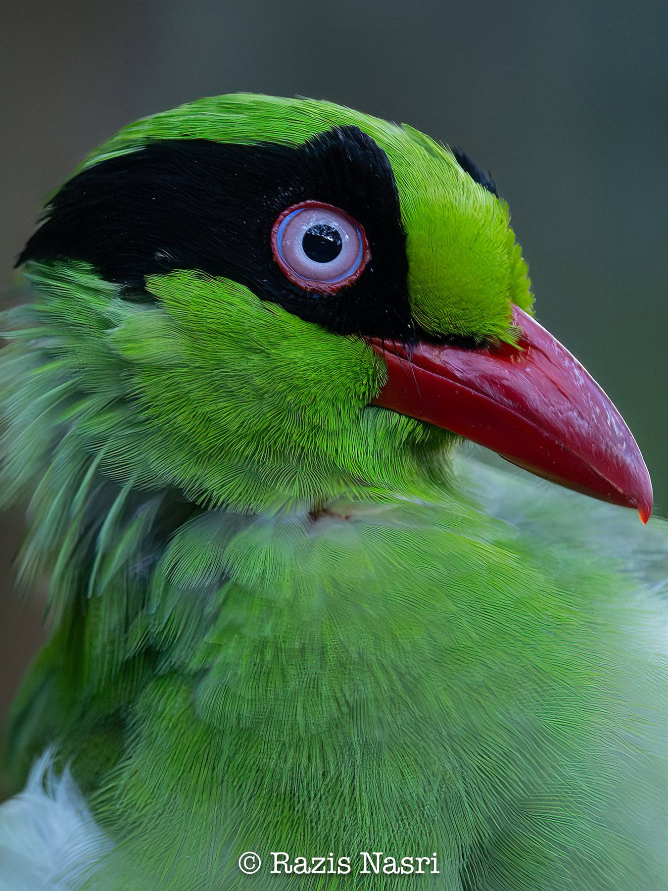 Bornean Green-Magpie — Borneo wildlife, book, free download, jungle tour, bird, bird tour
