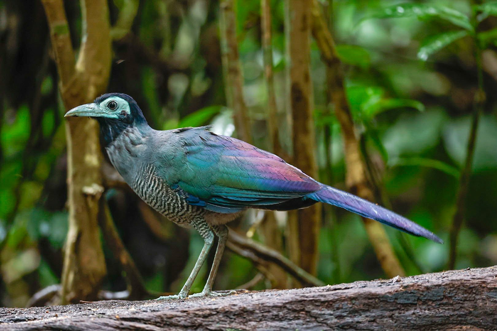 Bornean Ground-Cuckoo walking on the rainforest floor, showing its pale blue-green face and iridescent wings