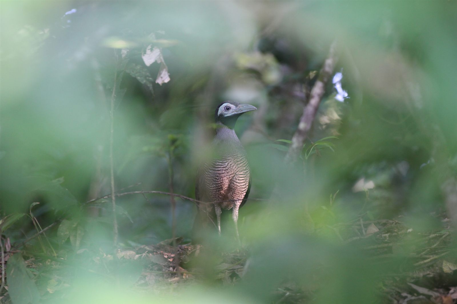 Bornean ground-cuckoo walking on the forest floor, showing its green bill and bare blue face patch