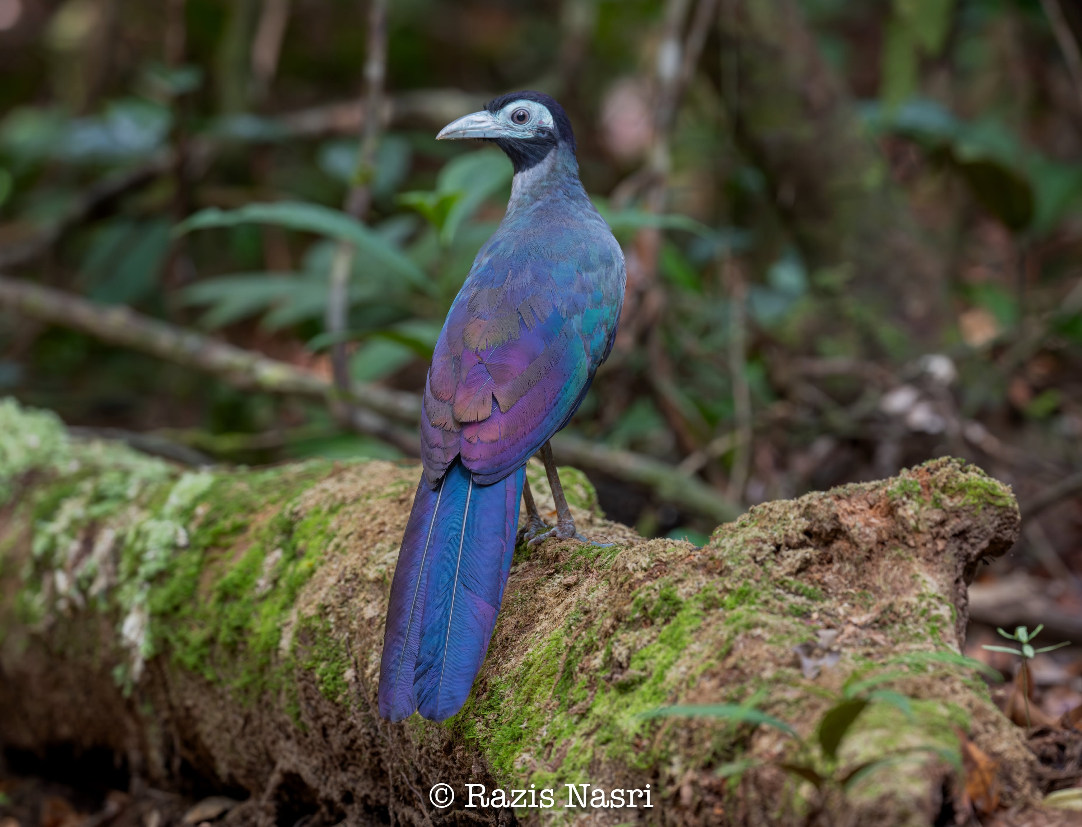 Bornean Ground-Cuckoo — Borneo wildlife, book, free download, jungle tour, bird, bird tour