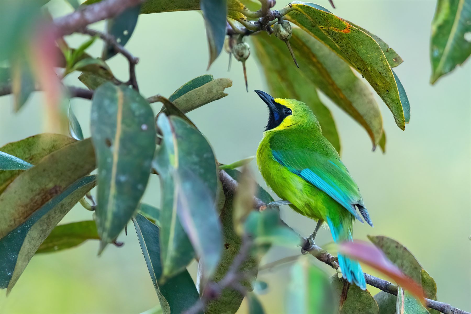 Bornean Leafbird — Borneo wildlife, book, free download, jungle tour, bird, bird tour