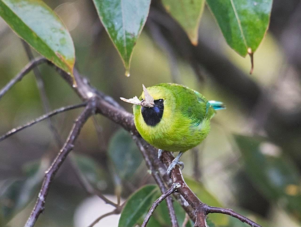 Bornean Leafbird — Borneo wildlife, book, free download, jungle tour, bird, bird tour