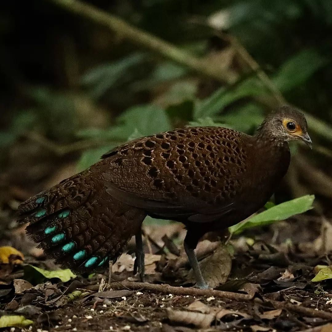 Male Bornean Peacock-Pheasant on the forest floor, its plumage speckled with iridescent blue-green eyespots