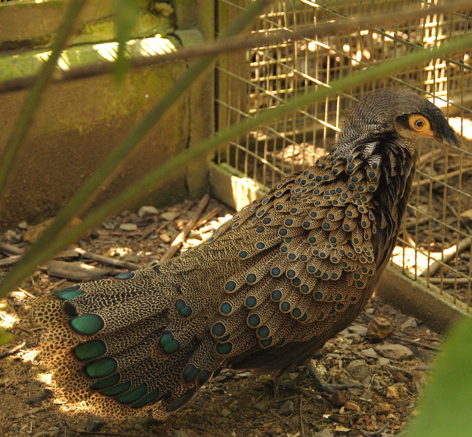 Bornean Peacock-Pheasant — Borneo wildlife, book, free download, jungle tour, bird, bird tour