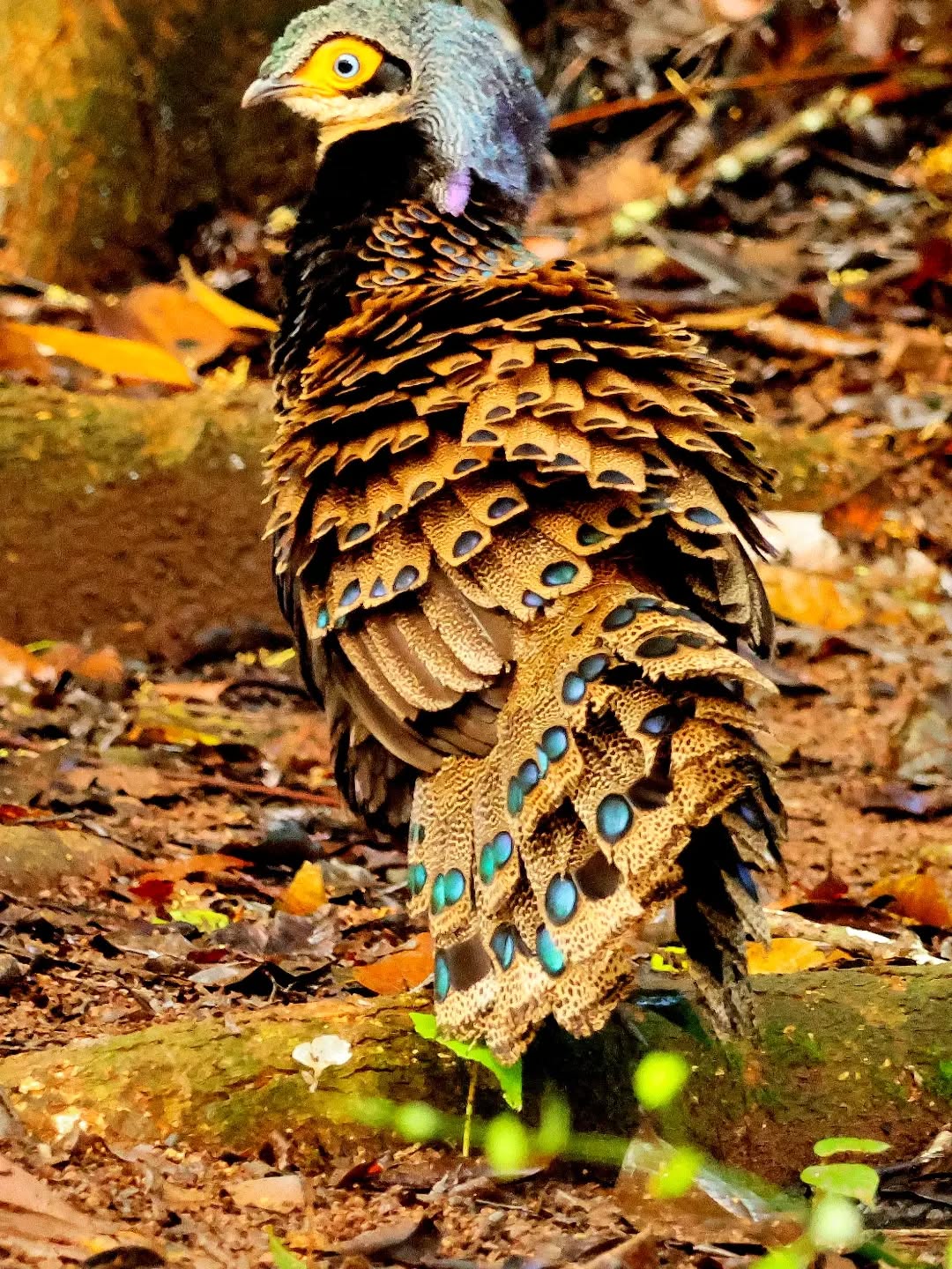 Male Bornean Peacock-Pheasant displaying at the Telupid hide, tail fanned to show rows of iridescent blue-green eyespots