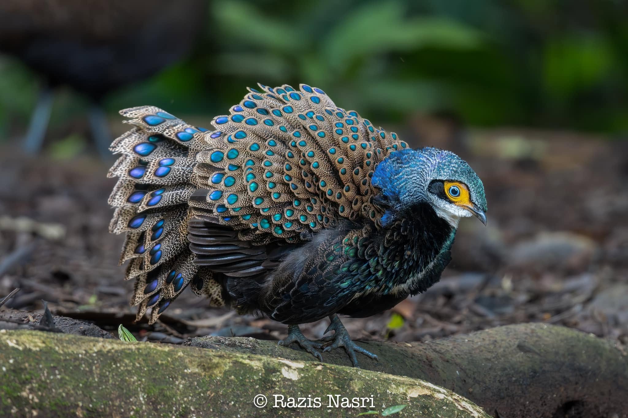 Bornean Peacock-Pheasant — Borneo wildlife, book, free download, jungle tour, bird, bird tour