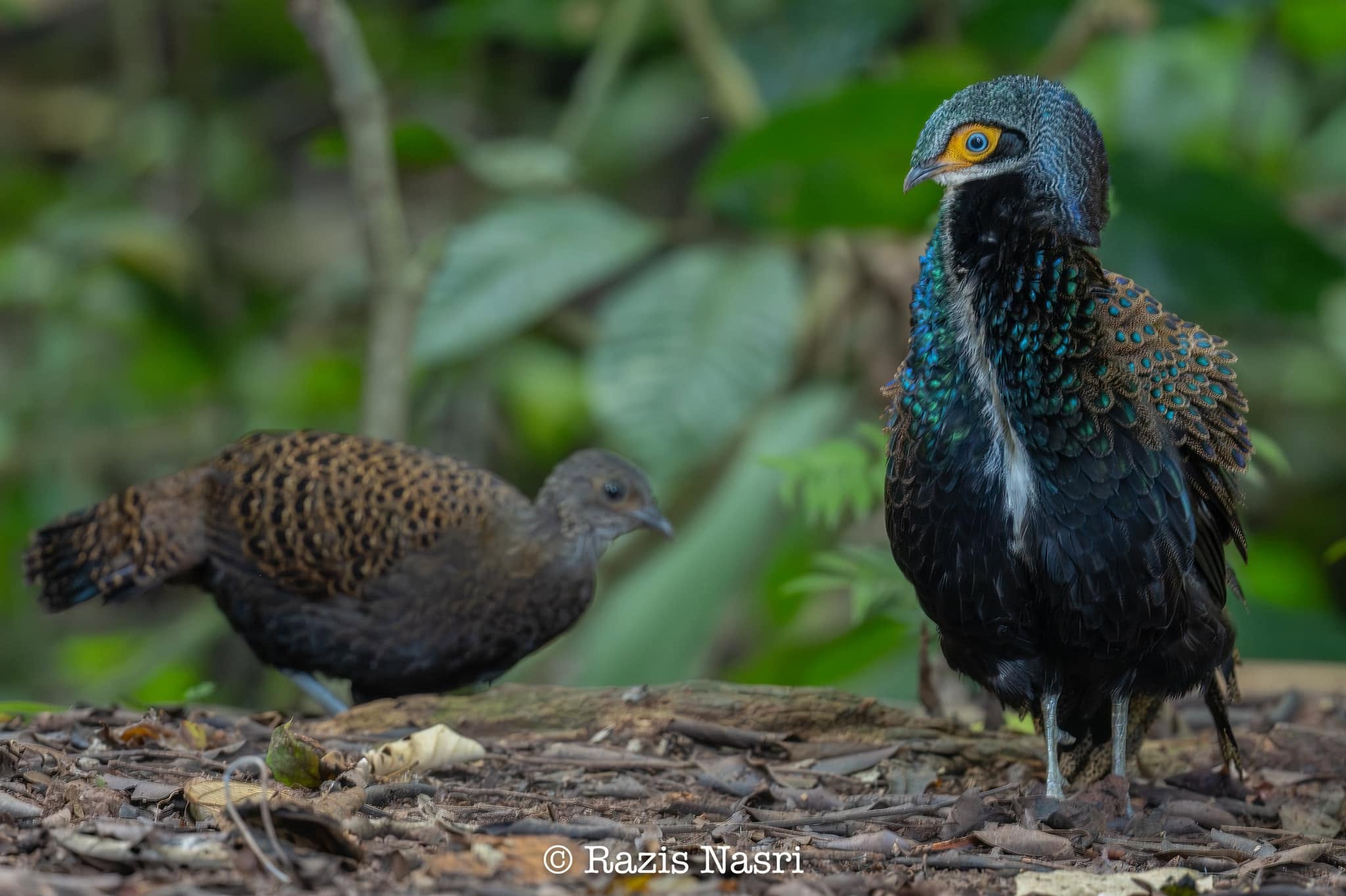 Bornean Peacock-Pheasant — Borneo wildlife, book, free download, jungle tour, bird, bird tour