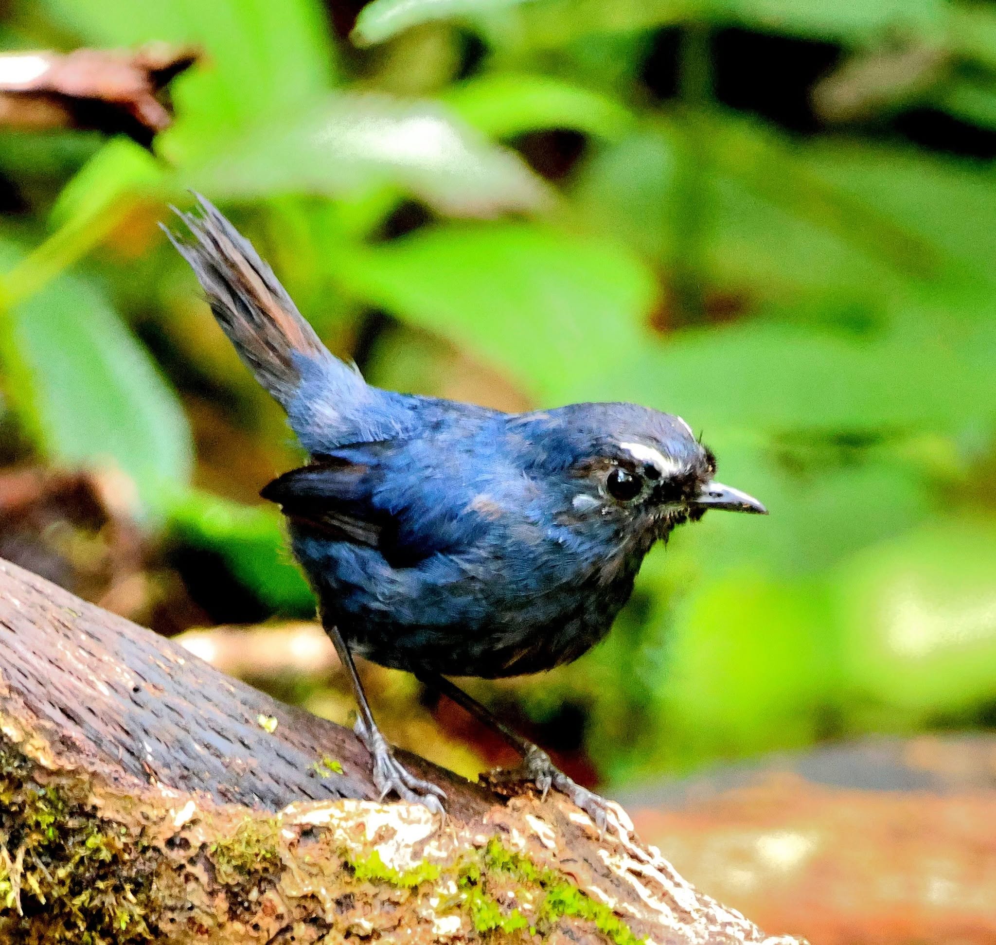 Bornean Shortwing — Borneo wildlife, book, free download, jungle tour, bird, bird tour