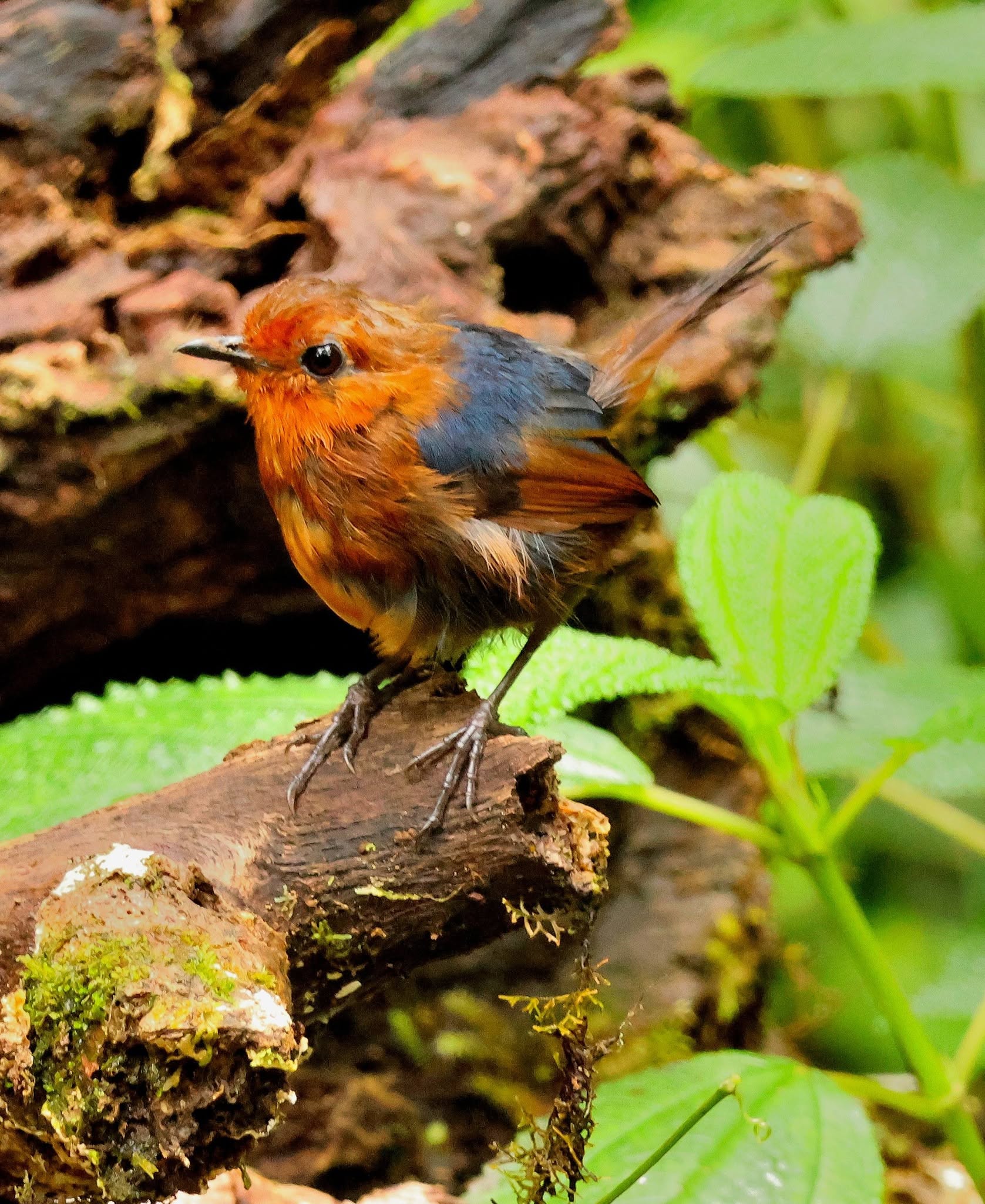Bornean Shortwing — Borneo wildlife, book, free download, jungle tour, bird, bird tour