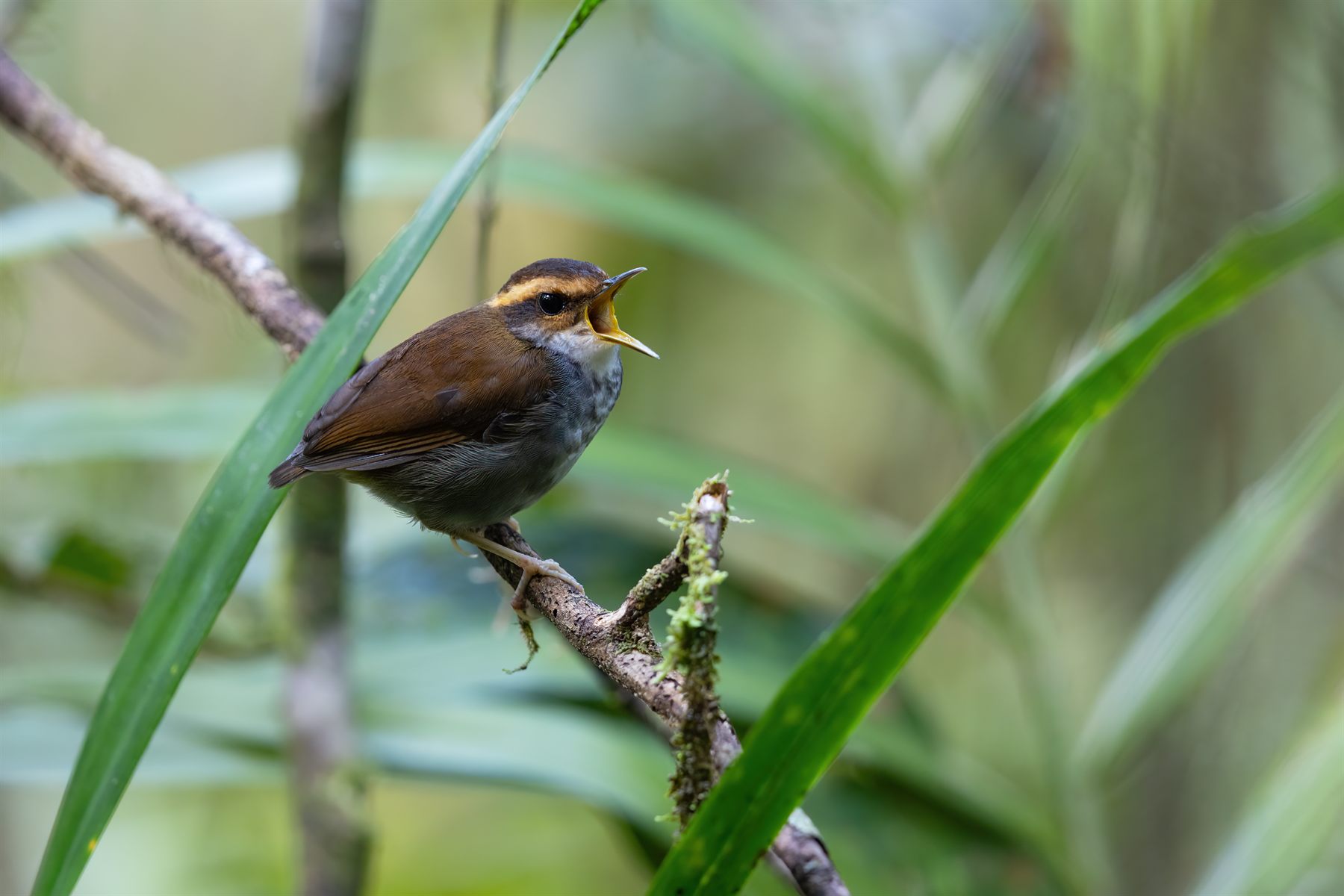 Bornean Stubtail — Borneo wildlife, book, free download, jungle tour, bird, bird tour