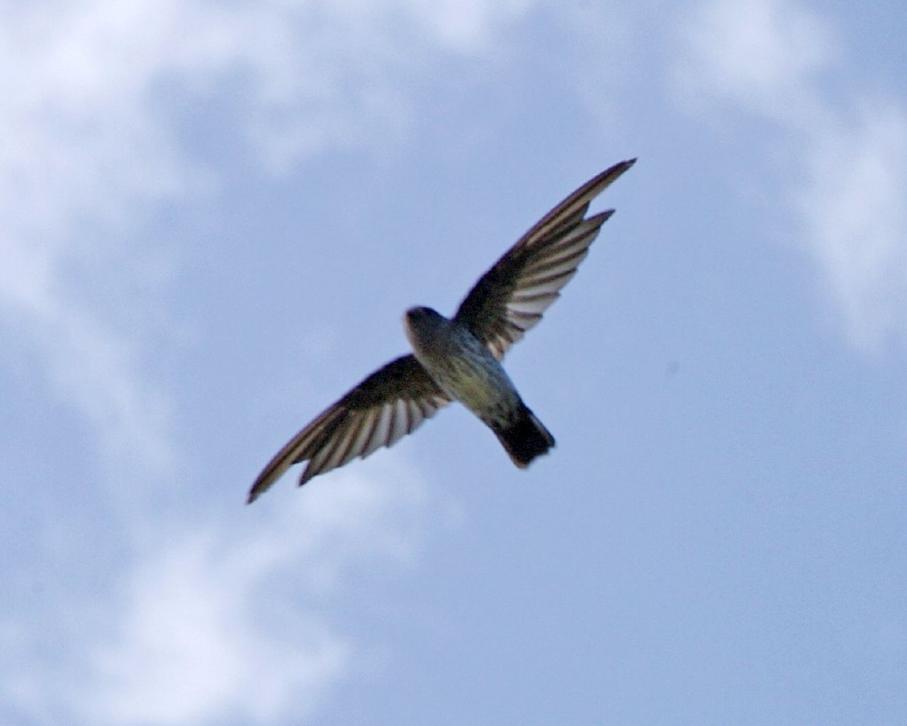Bornean Swiftlet — Borneo wildlife, book, free download, jungle tour, bird, bird tour