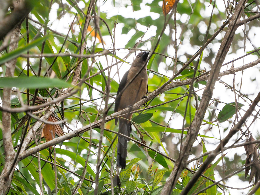 Bornean Treepie — Borneo wildlife, book, free download, jungle tour, bird, bird tour
