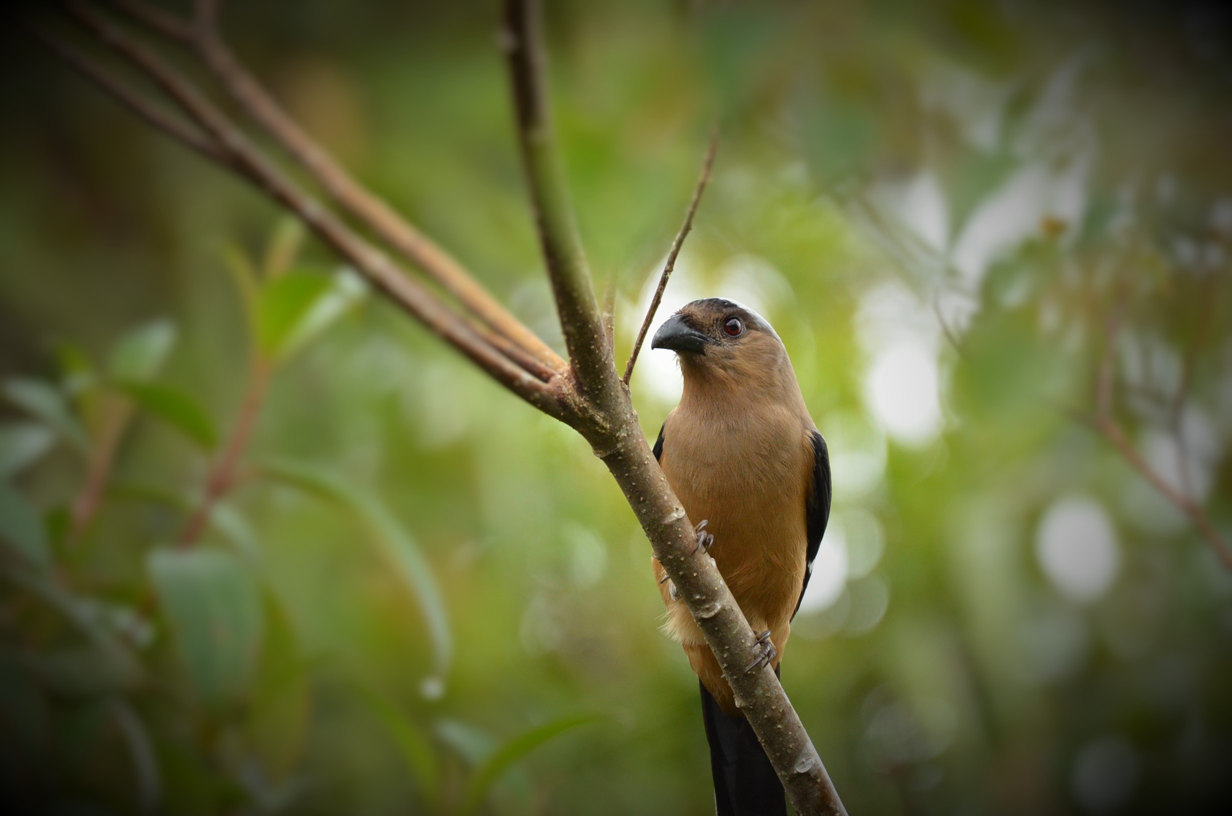 Bornean Treepie — Borneo wildlife, book, free download, jungle tour, bird, bird tour