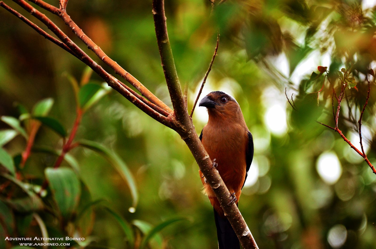 Bornean Treepie — Borneo wildlife, book, free download, jungle tour, bird, bird tour