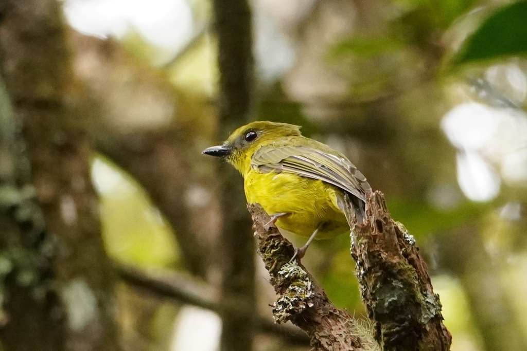 Bornean Whistler — Borneo wildlife, book, free download, jungle tour, bird, bird tour