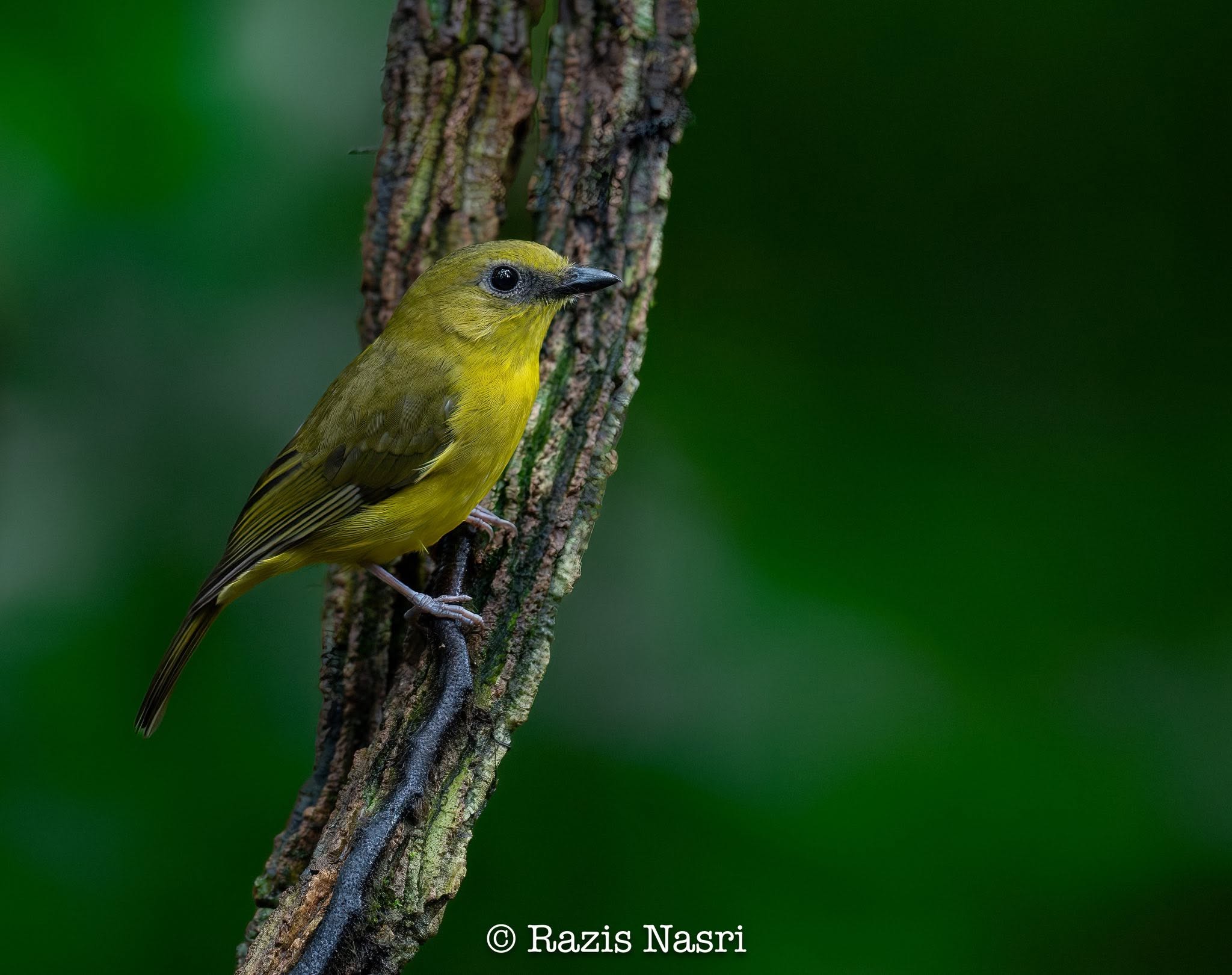 Bornean Whistler — Borneo wildlife, book, free download, jungle tour, bird, bird tour