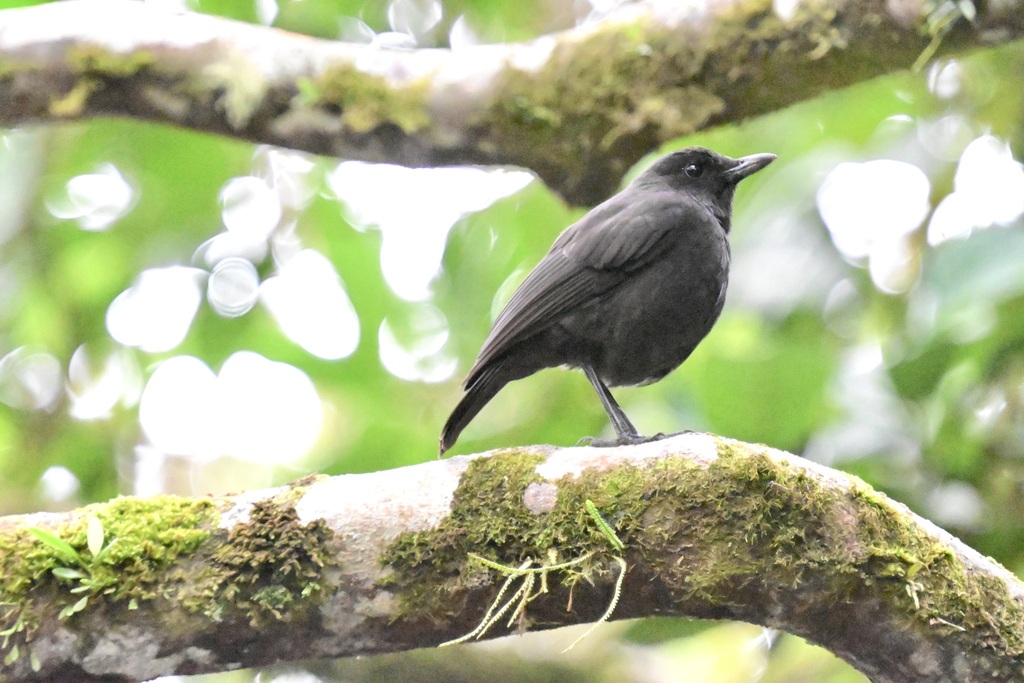 Bornean Whistling-Thrush — Borneo wildlife, book, free download, jungle tour, bird, bird tour