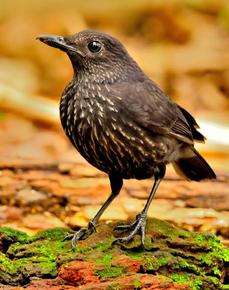 Bornean Whistling-Thrush — Borneo wildlife, book, free download, jungle tour, bird, bird tour