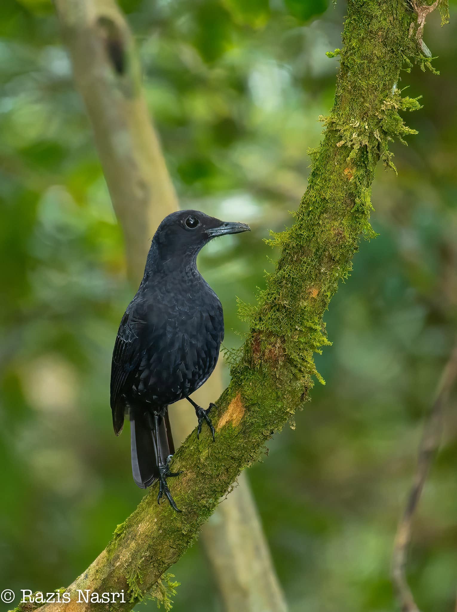 Bornean Whistling-Thrush — Borneo wildlife, book, free download, jungle tour, bird, bird tour
