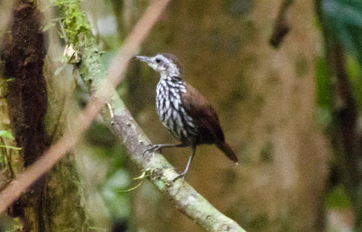 Bornean Wren-Babbler — Borneo wildlife, book, free download, jungle tour, bird, bird tour