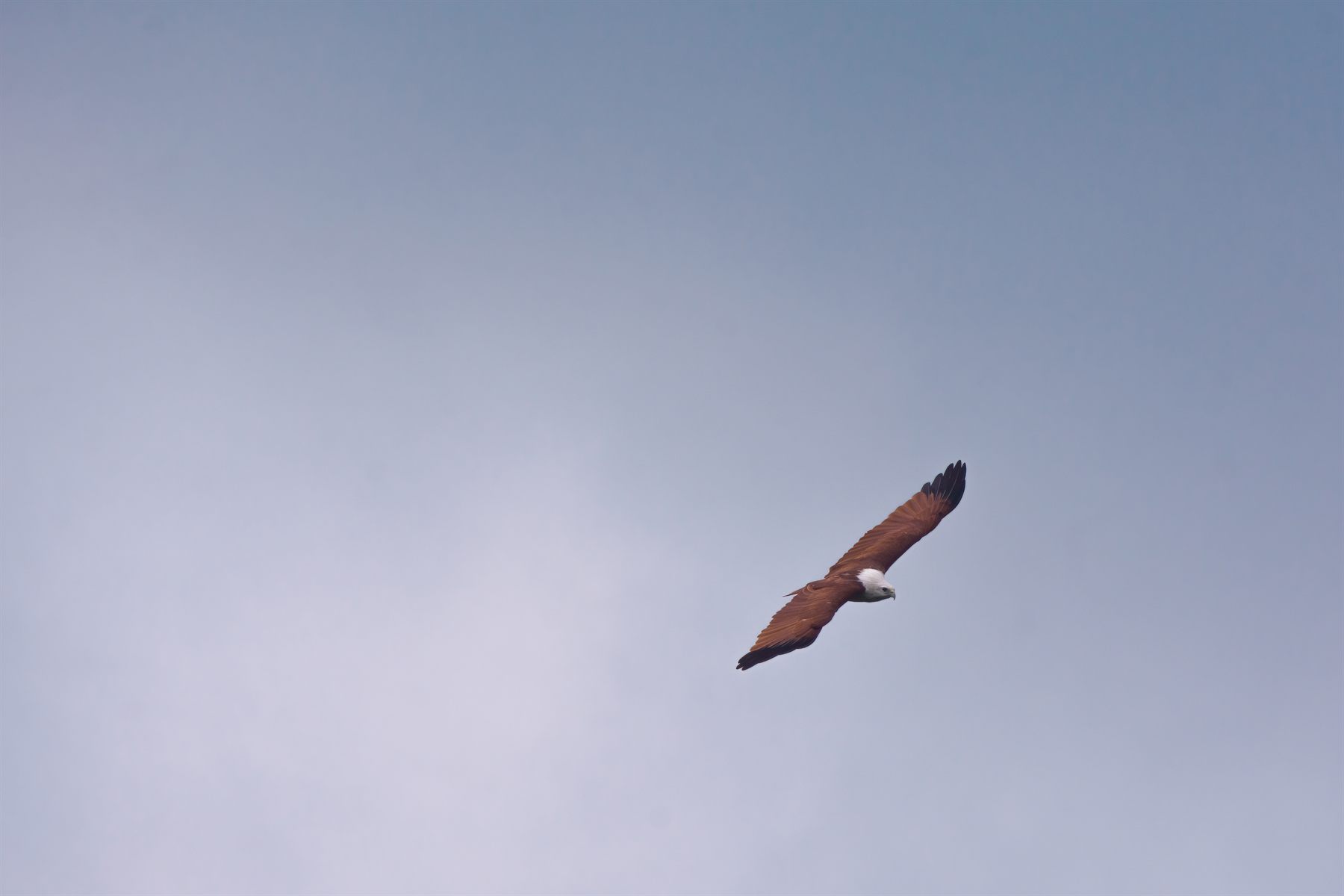 Brahminy Kite — Borneo wildlife, book, free download, jungle tour, bird, bird tour