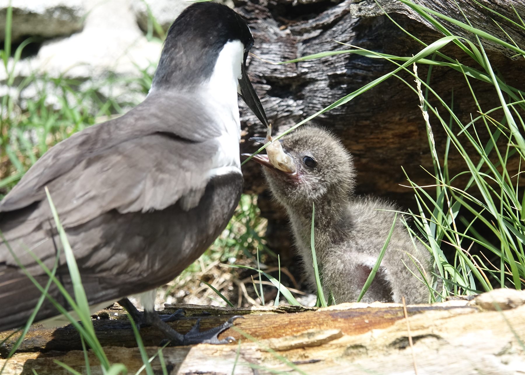 Bridled Tern — Borneo wildlife, book, free download, jungle tour, bird, bird tour