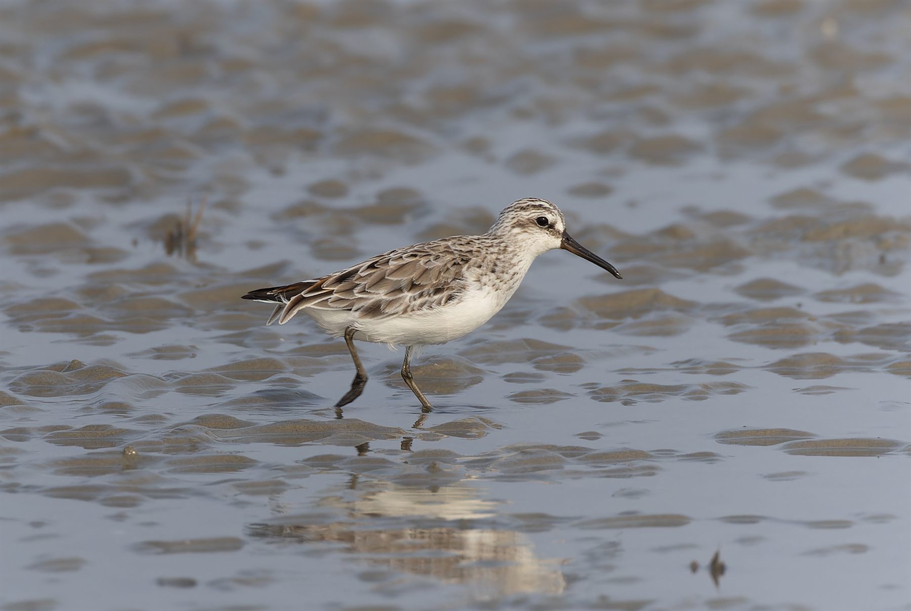 Broad-billed Sandpiper — Borneo wildlife, book, free download, jungle tour, bird, bird tour