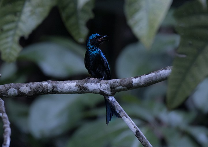 Bronzed Drongo — Borneo wildlife, book, free download, jungle tour, bird, bird tour