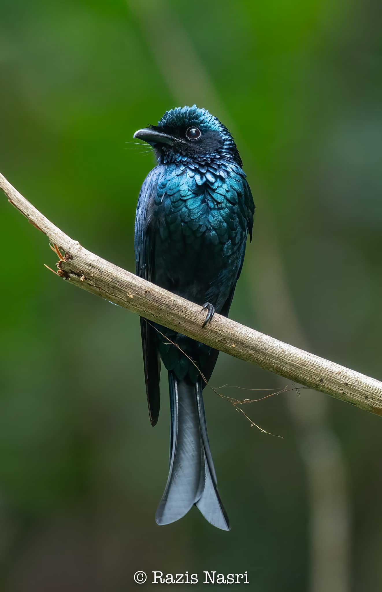 Bronzed Drongo — Borneo wildlife, book, free download, jungle tour, bird, bird tour