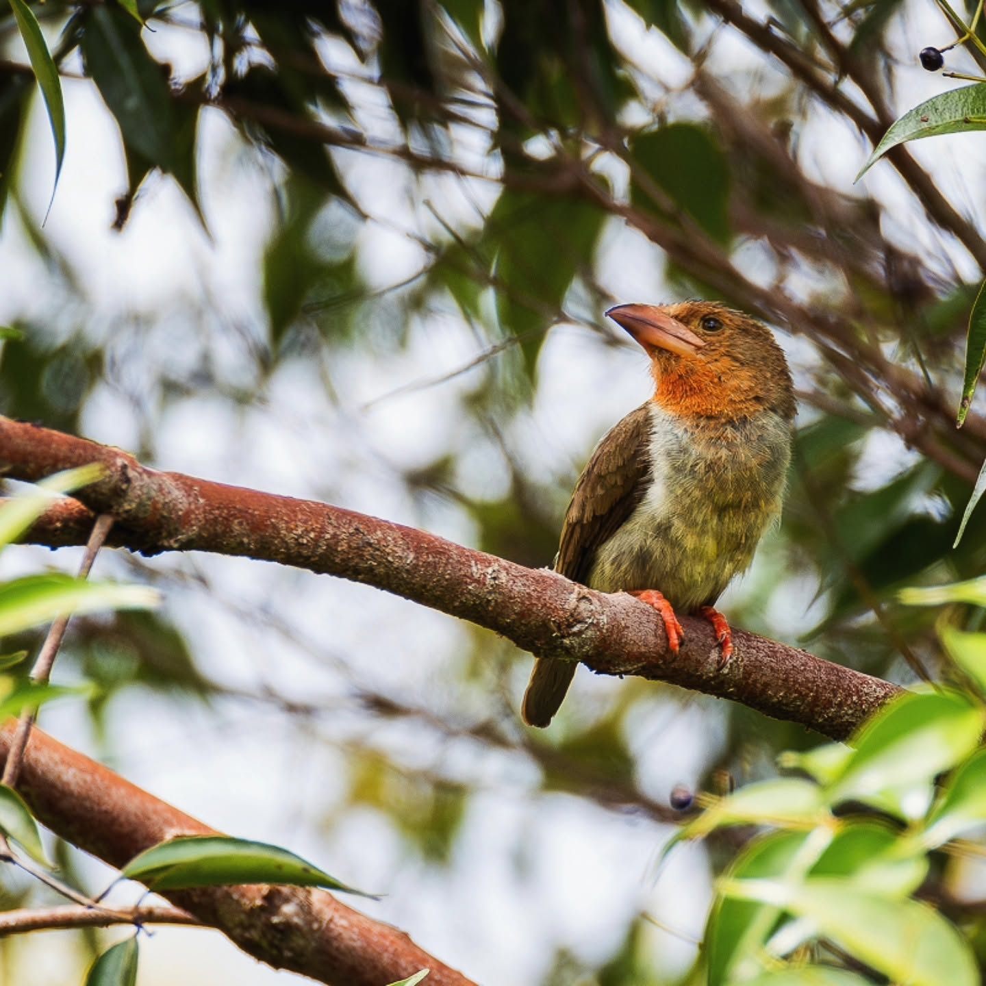 Brown Barbet — Borneo wildlife, book, free download, jungle tour, bird, bird tour